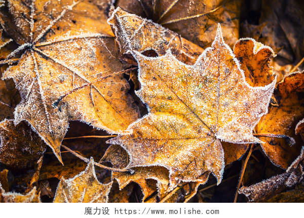 秋天的结着秋霜的枫叶冻结的秋霜寒冷的早晨冰枫叶